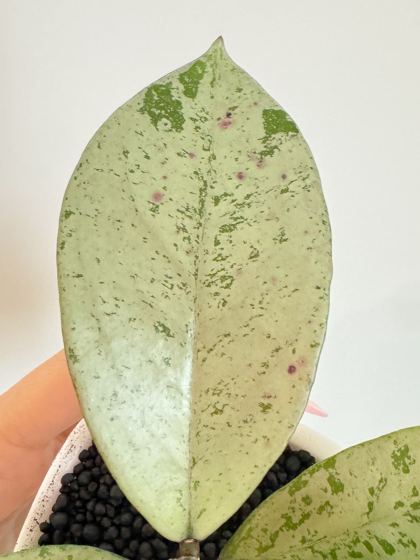Hoya Meena