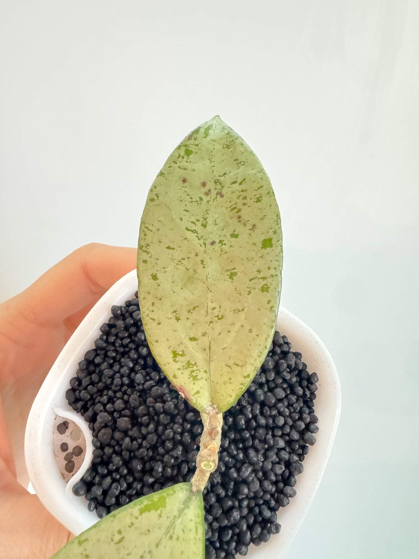 Hoya Meena