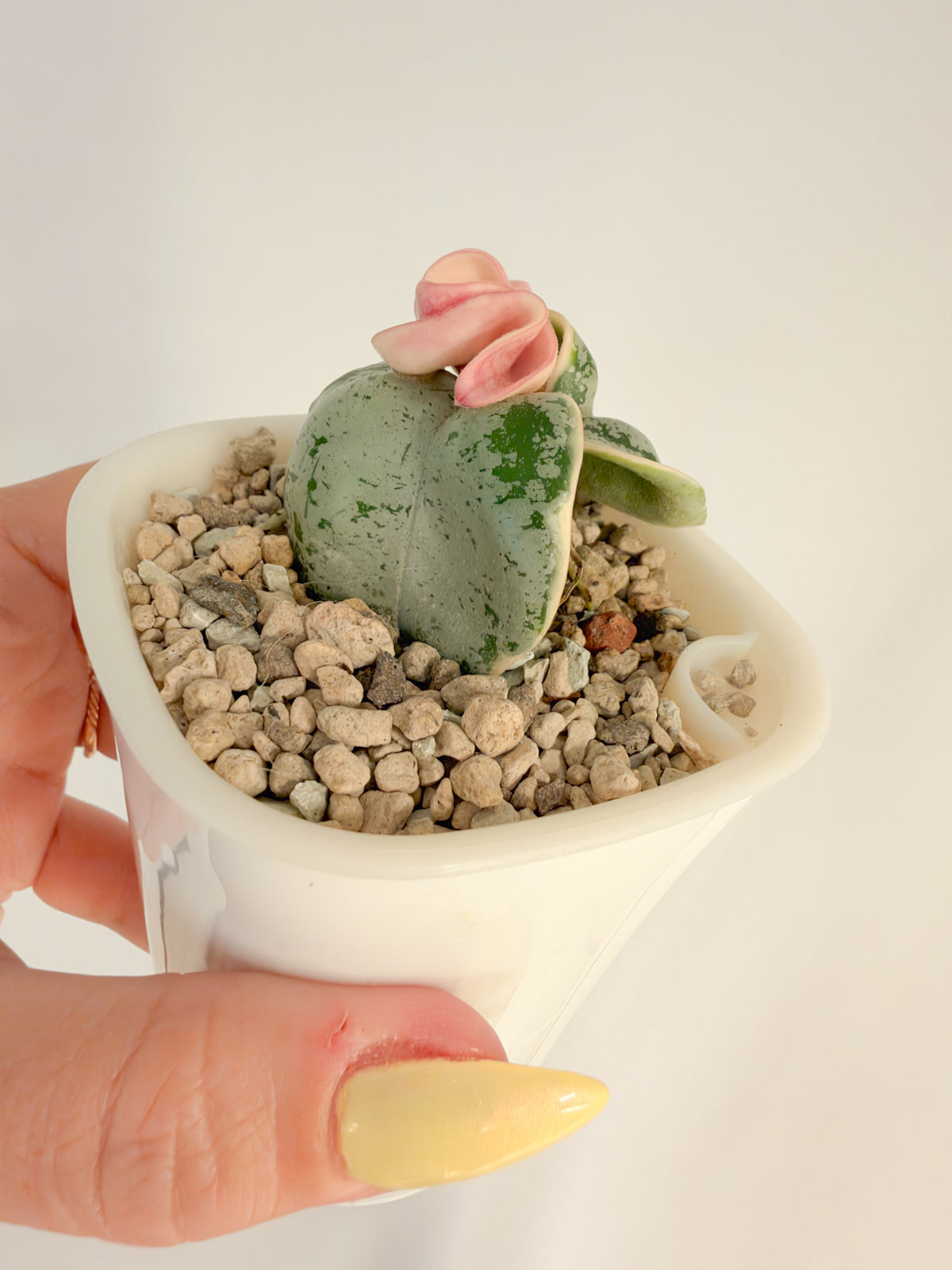 Hoya Oblak