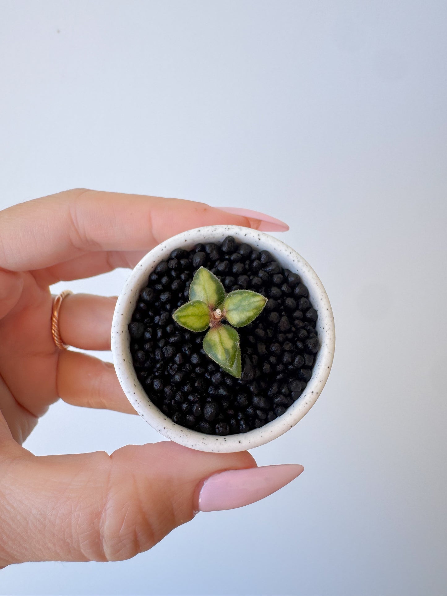 Hoya Chinghungensis Variegated