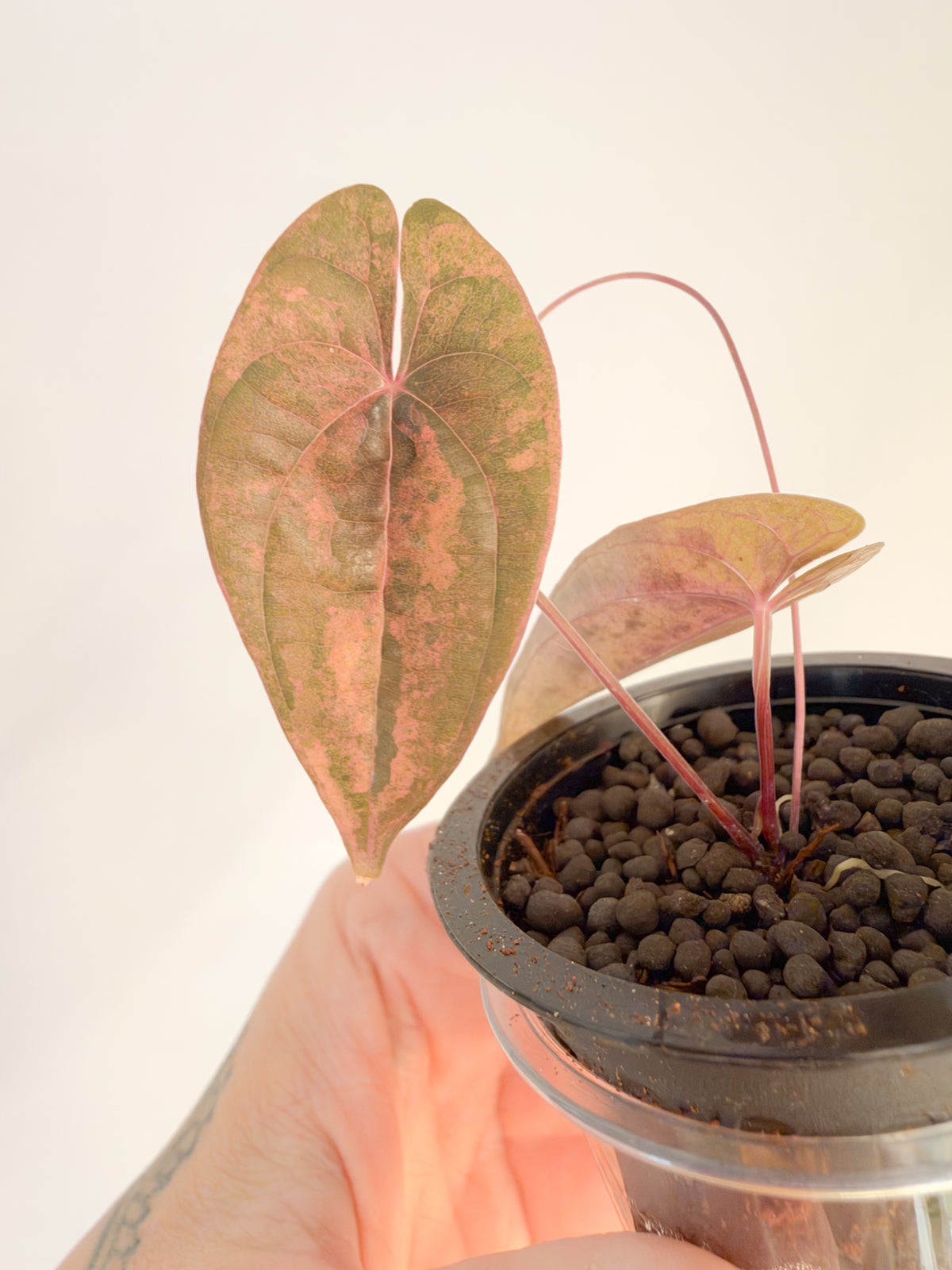 Dioscorea Golden Pink Bone