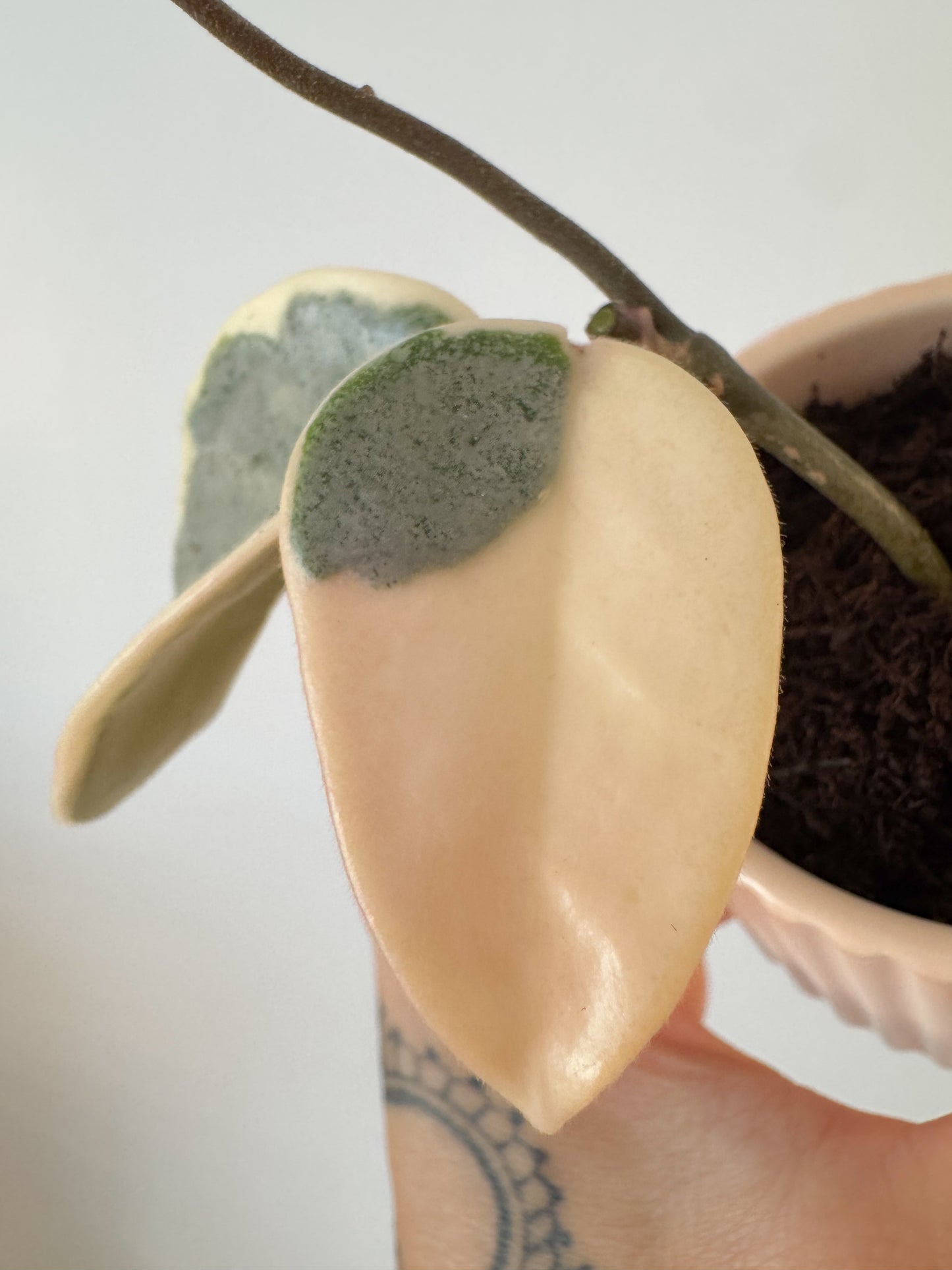 Hoya Argentea Picta