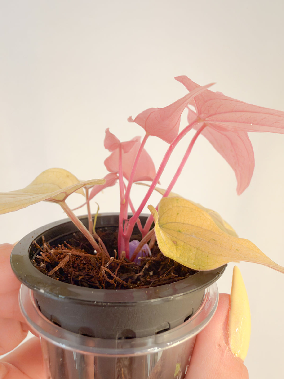 Dioscorea Lemonade