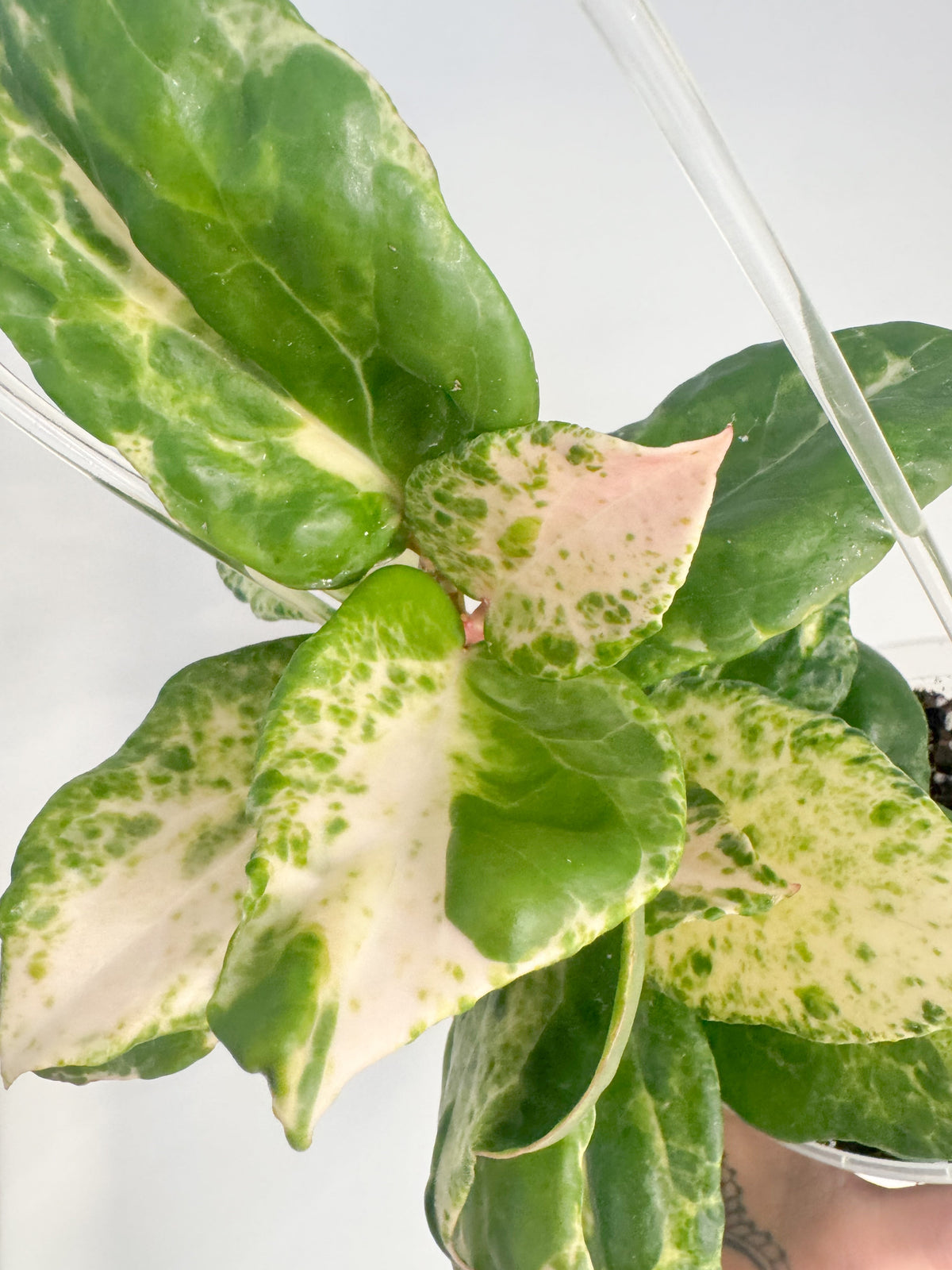 Variegated Collection