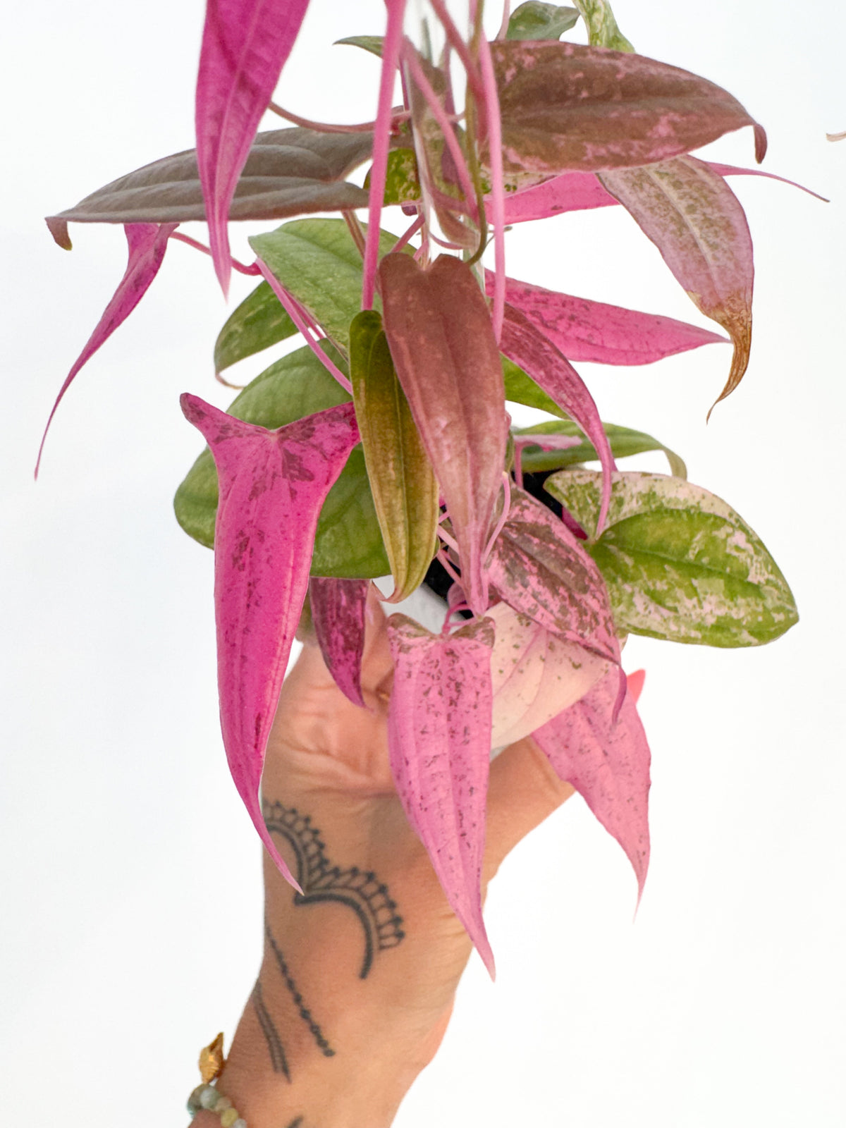 Dioscorea Collection