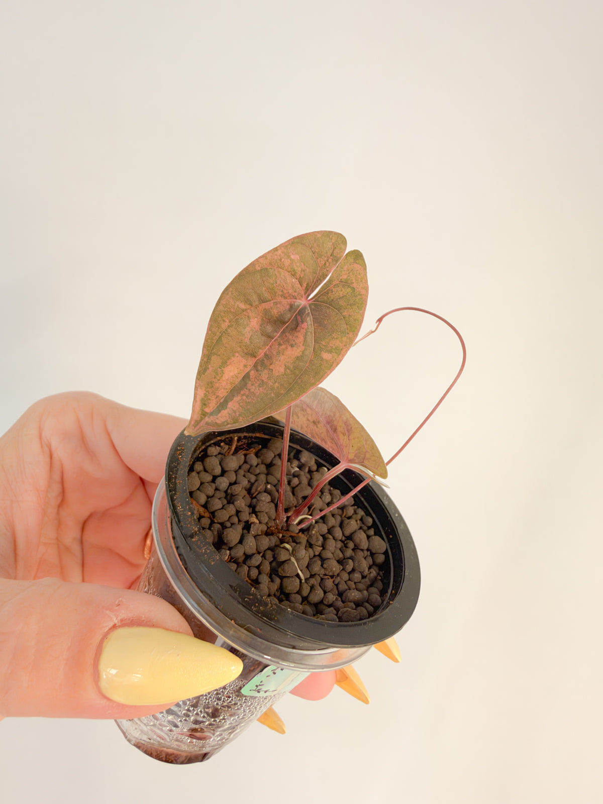 Dioscorea Golden Pink Bone