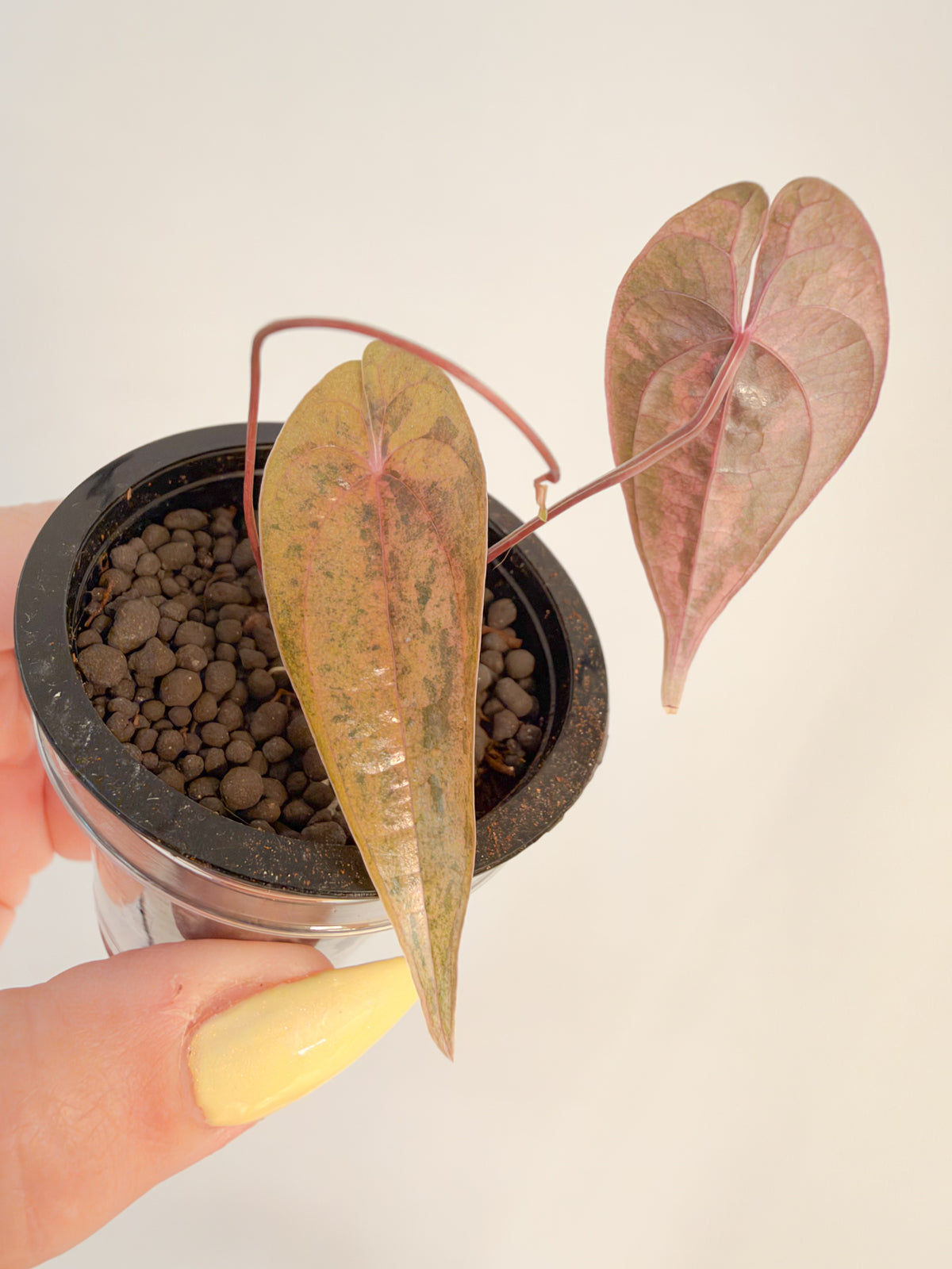 Dioscorea Golden Pink Bone