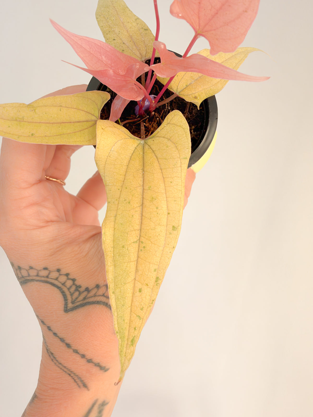 Dioscorea Lemonade