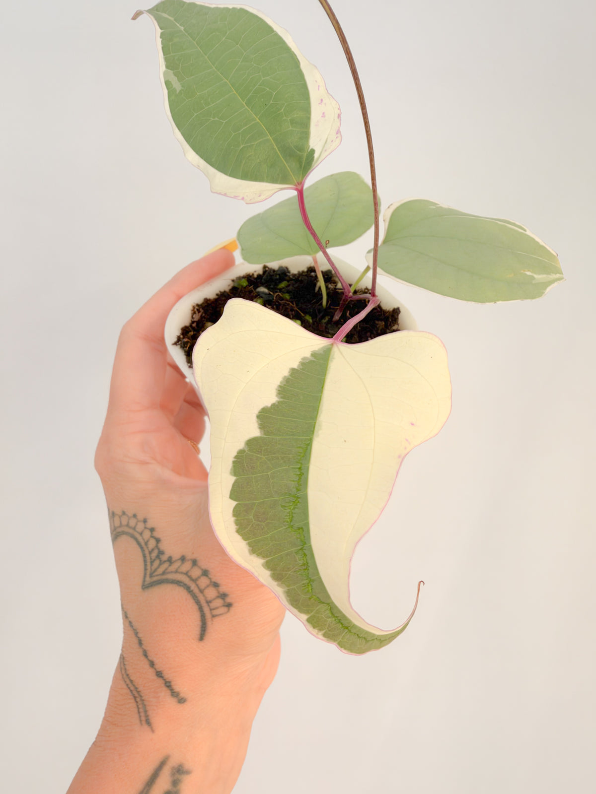 Dioscorea Everest