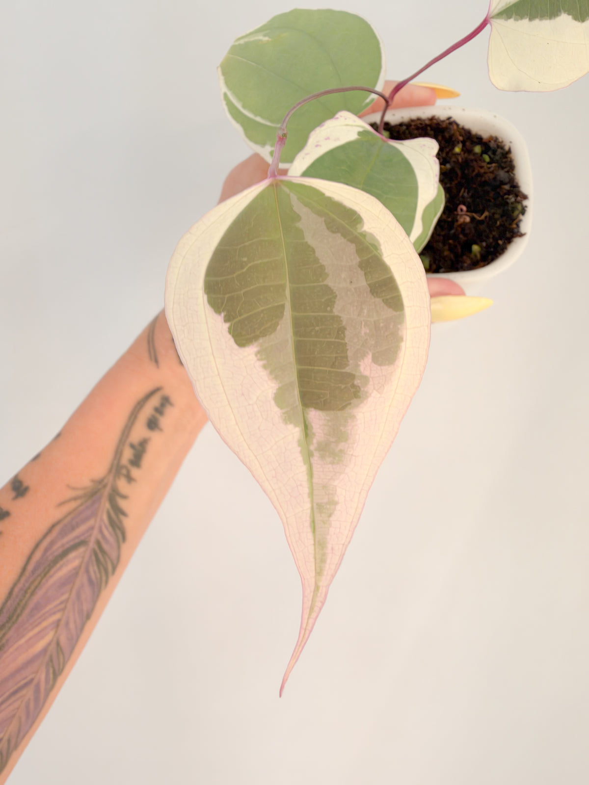Dioscorea Everest