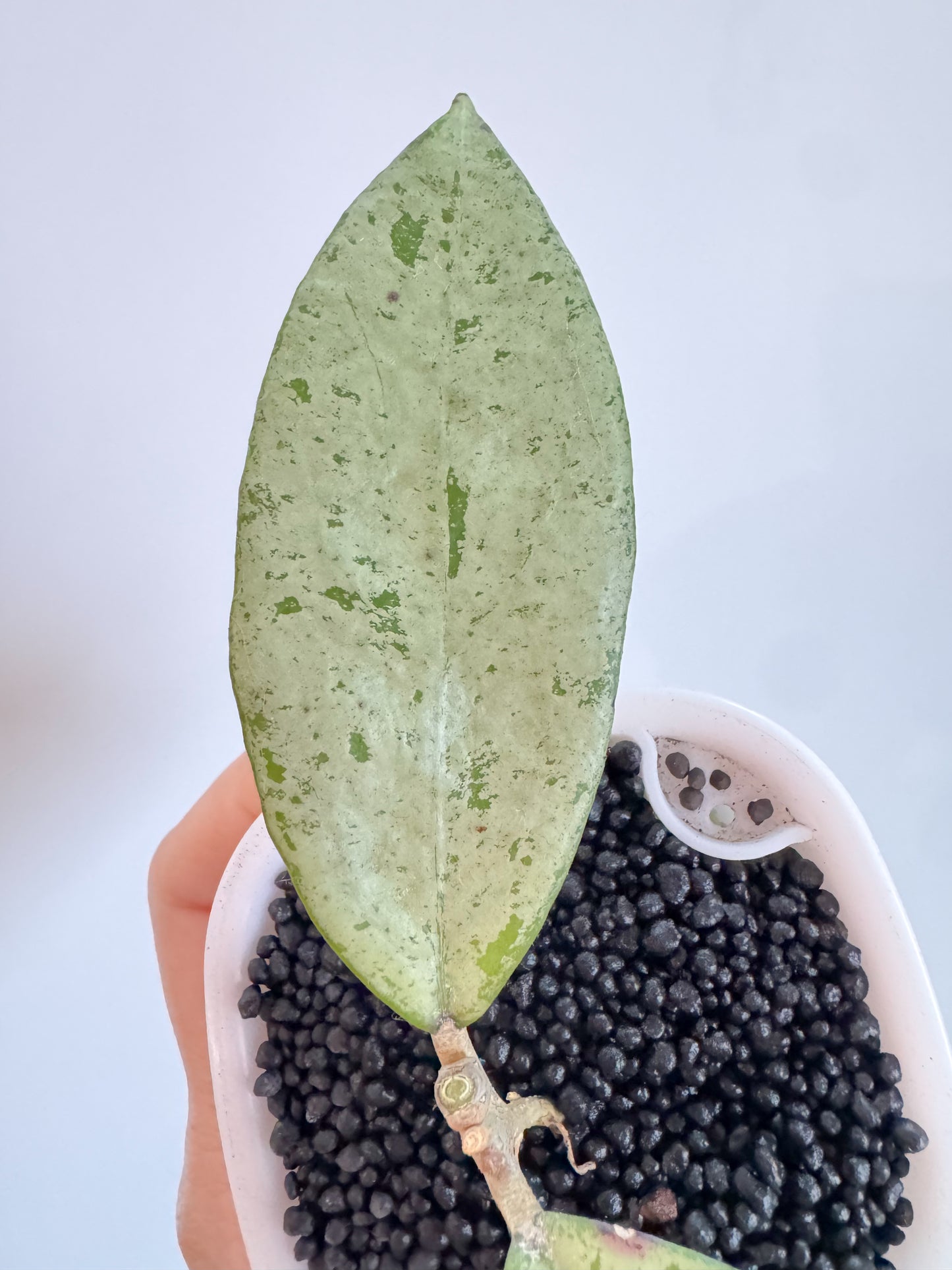 Hoya Meena