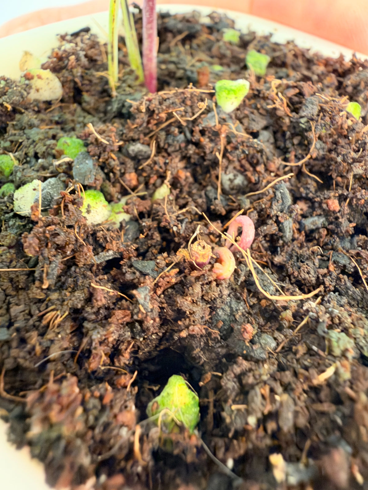 Dioscorea Everest