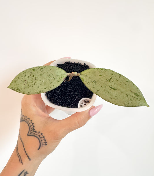 Hoya Meena