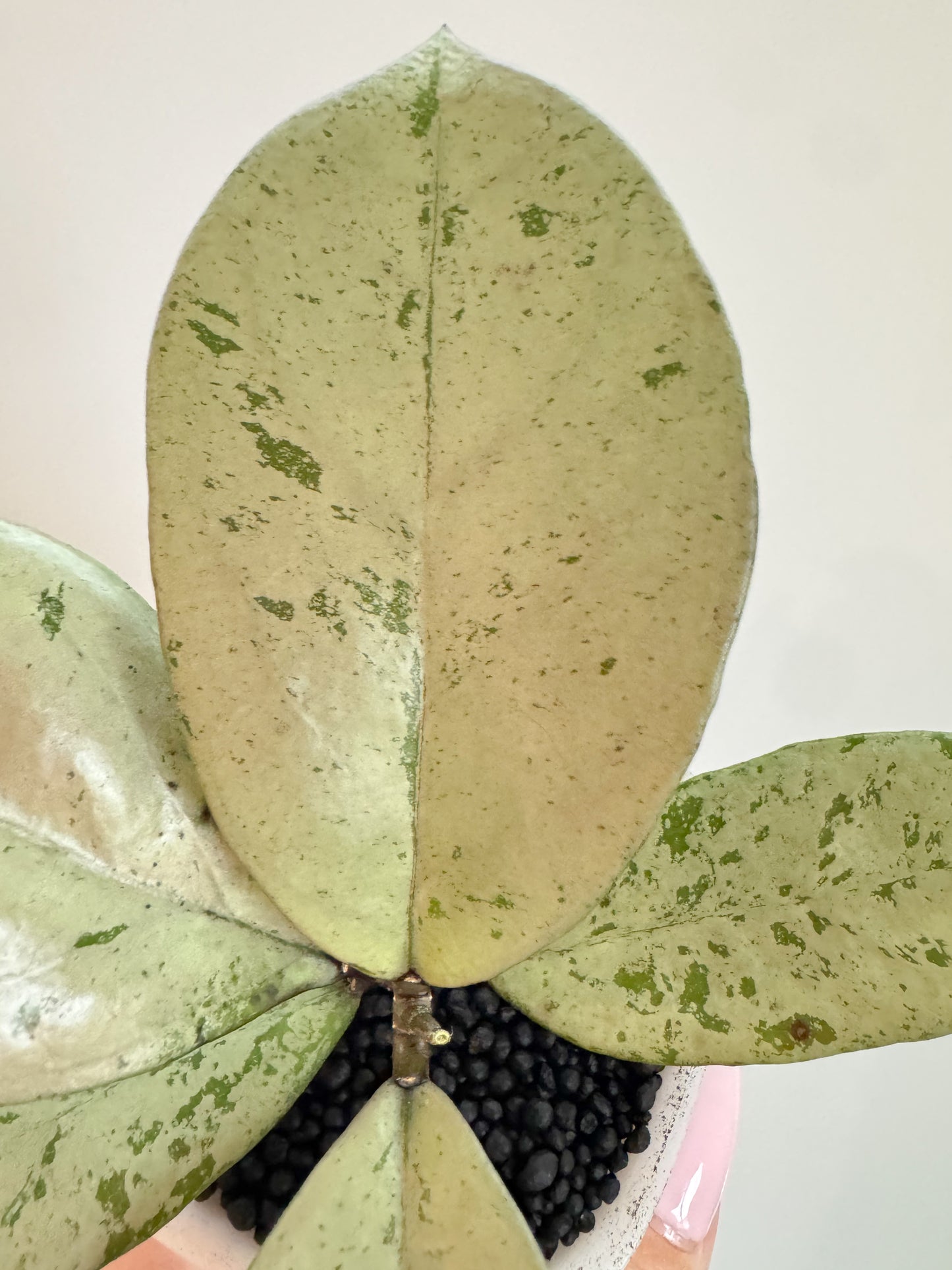 Hoya Meena