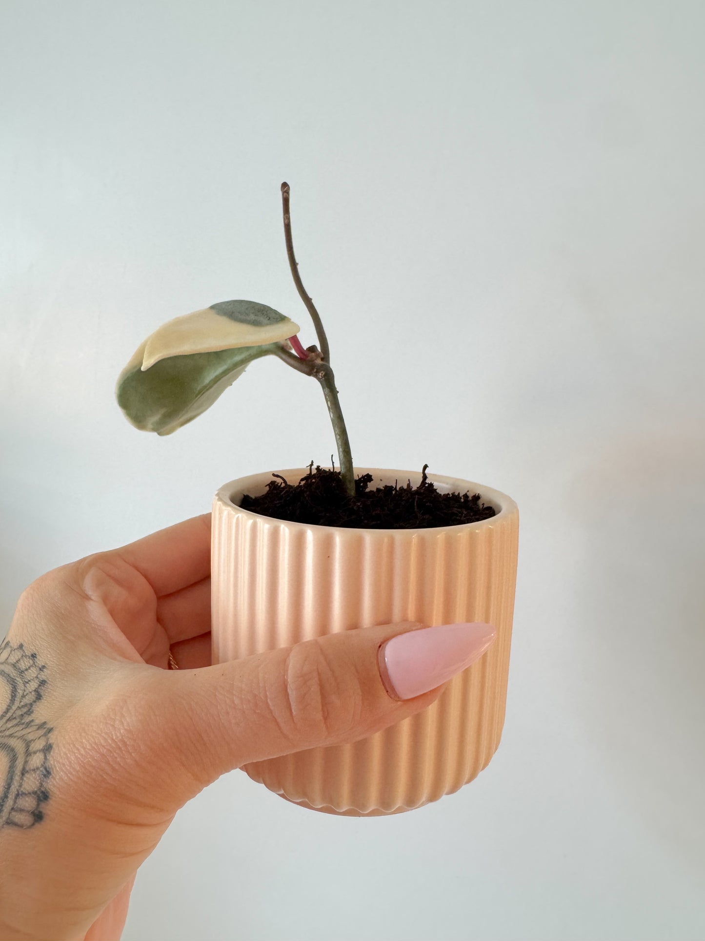 Hoya Argentea Picta