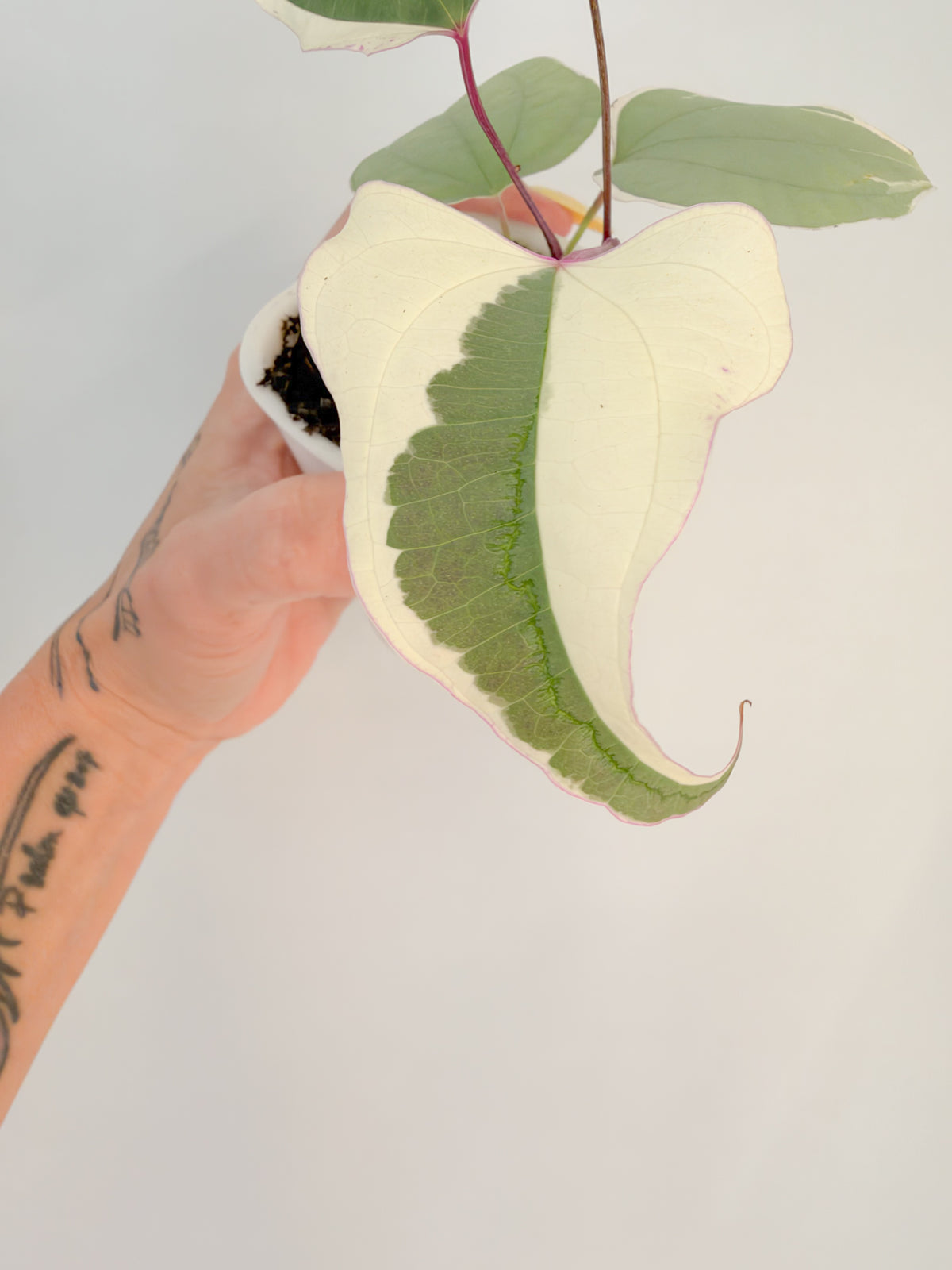 Dioscorea Everest