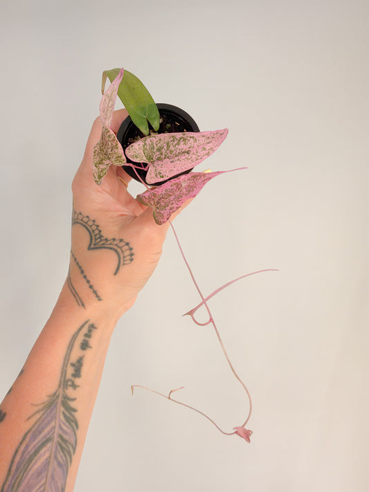 Dioscorea Ballerina