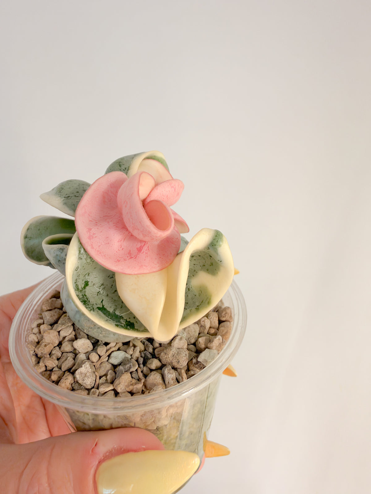 Hoya Oblak