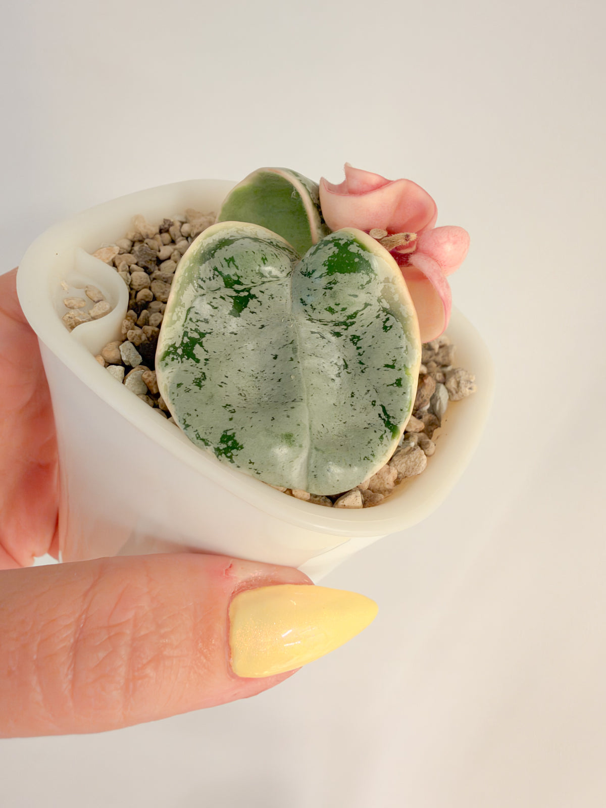 Hoya Oblak
