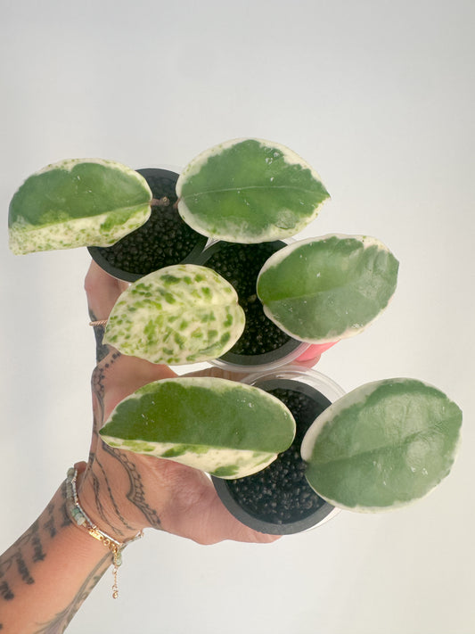 Madara Snow Angel Unrooted Cutting