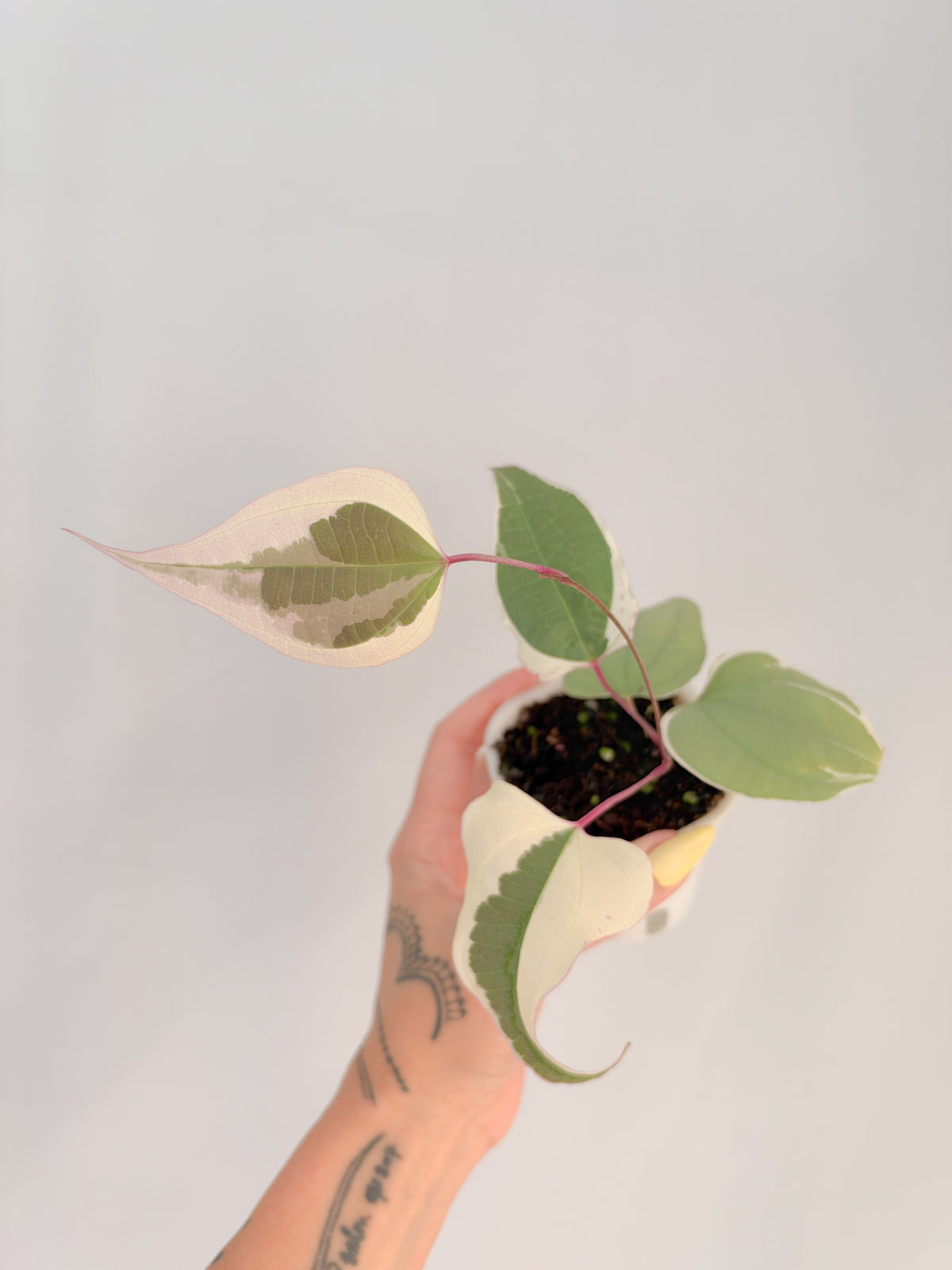 Dioscorea Everest