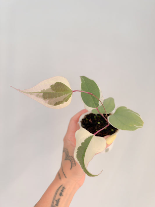 Dioscorea Everest