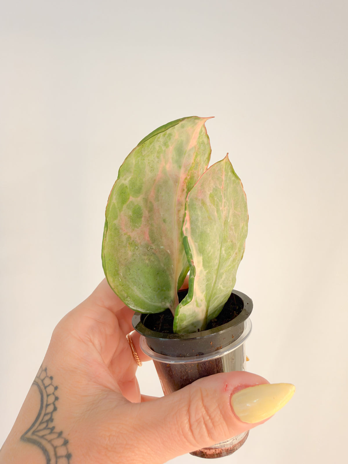 Hoya Candy