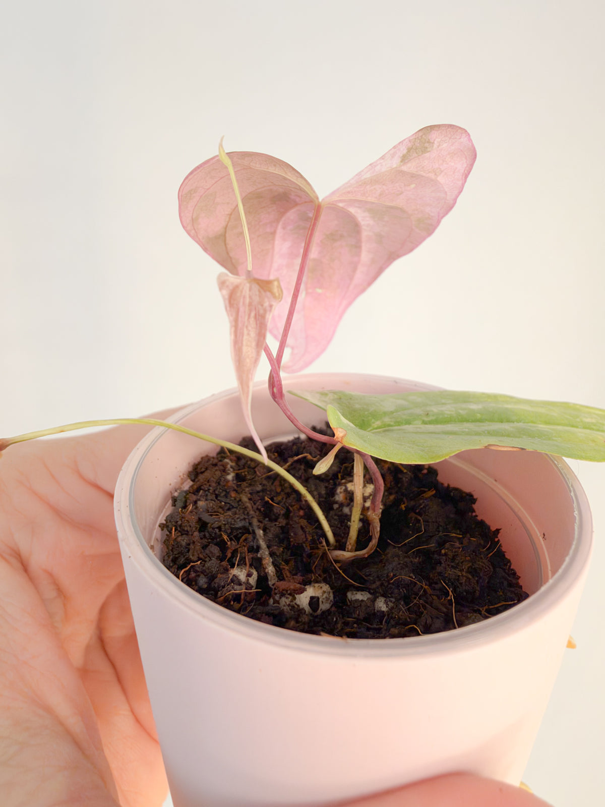 Dioscorea Blue Zircon