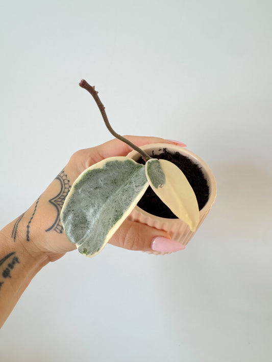 Hoya Argentea Picta
