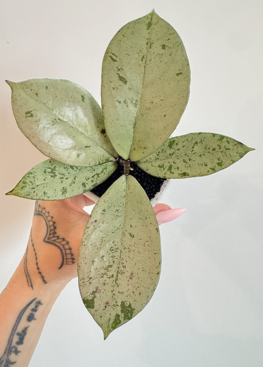 Hoya Meena