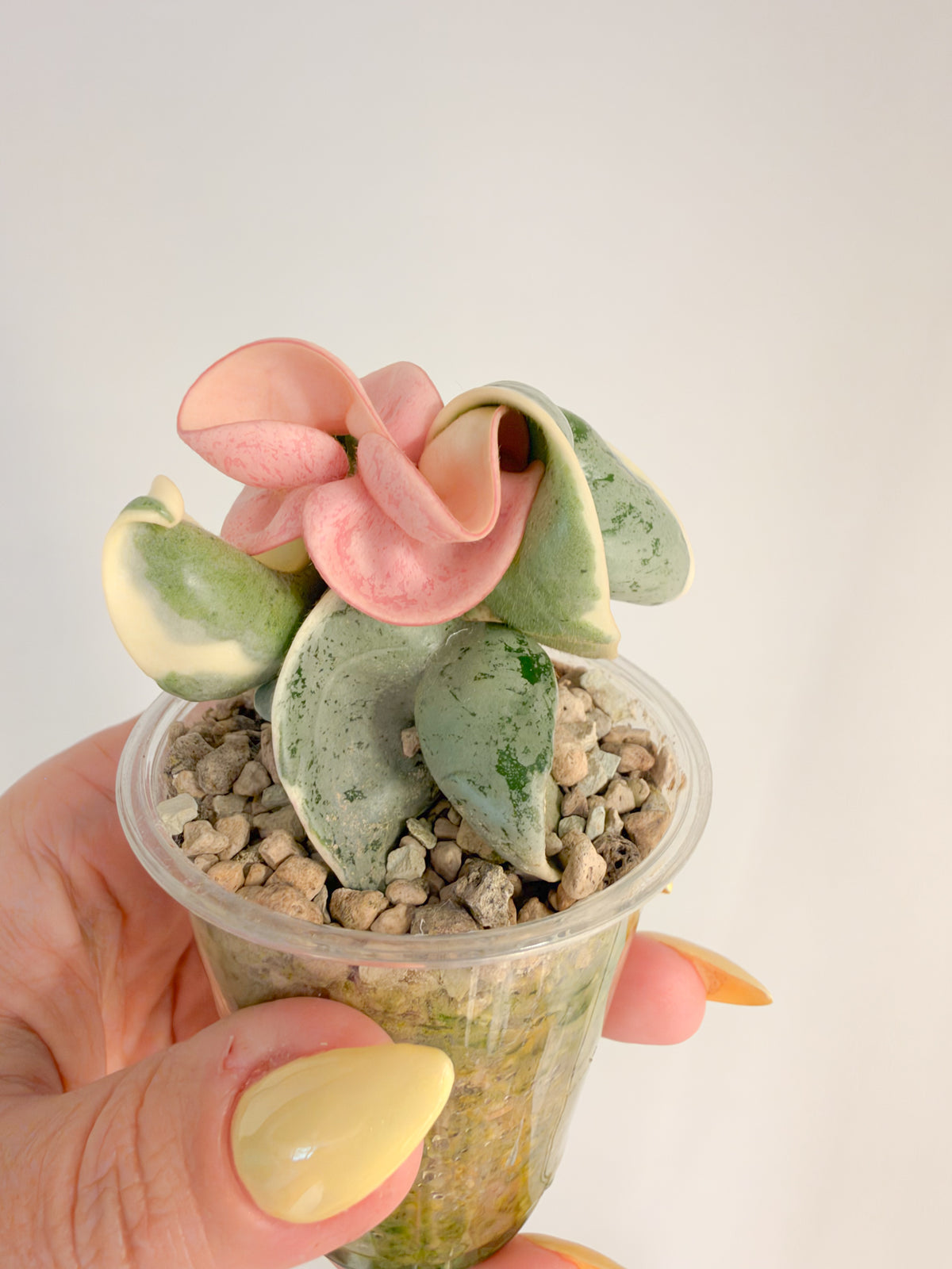 Hoya Oblak