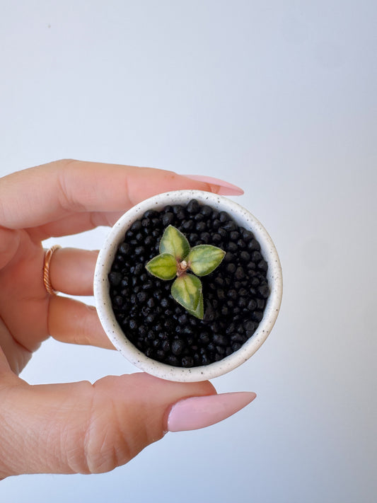 Hoya Chinghungensis Variegated