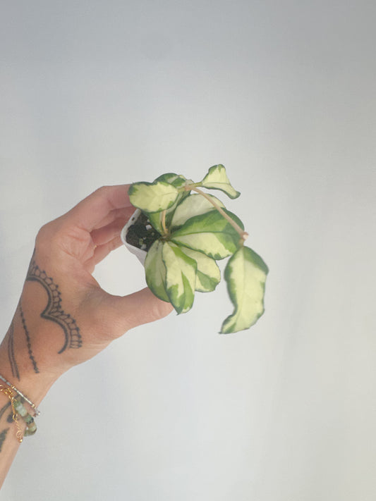 Crassipetiolata Variegated