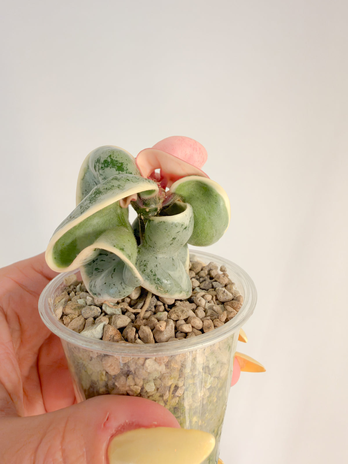 Hoya Oblak