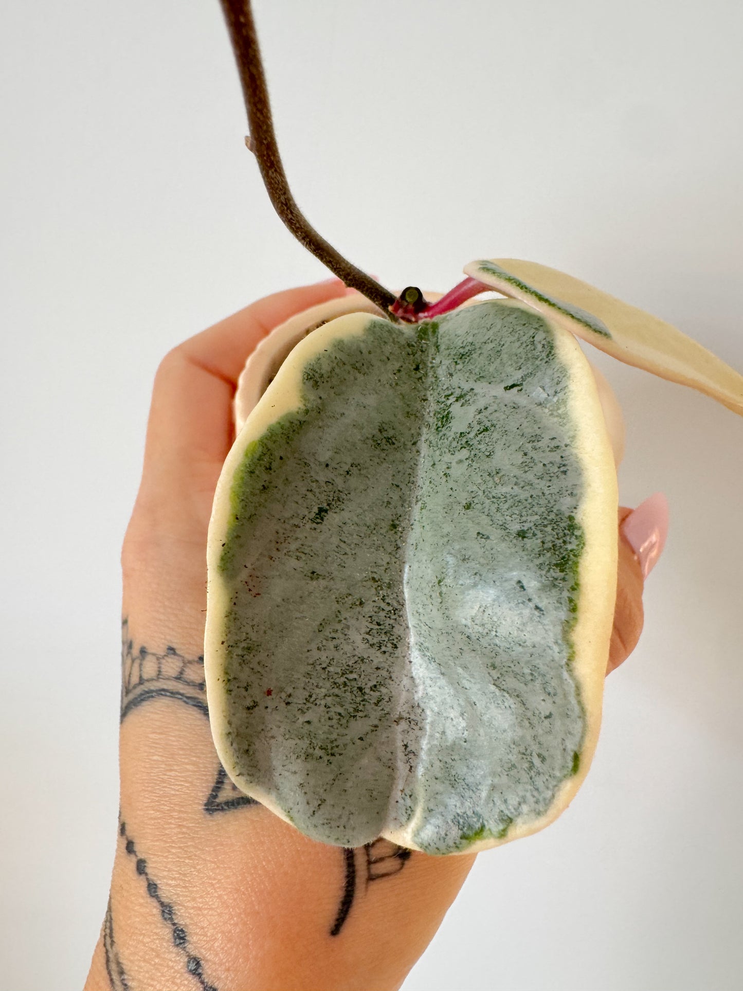 Hoya Argentea Picta