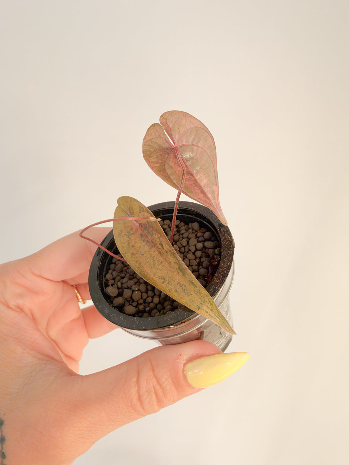 Dioscorea Golden Pink Bone