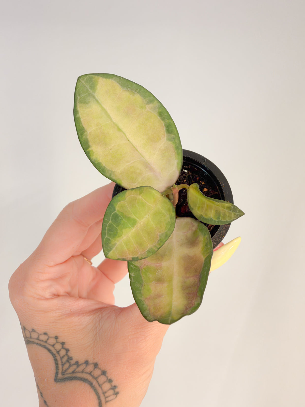 Hoya Elliptica Variegated