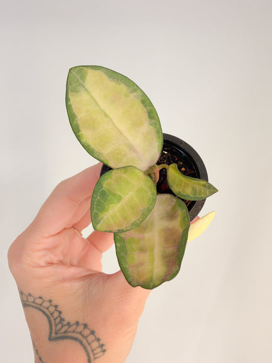 Hoya Elliptica Variegated
