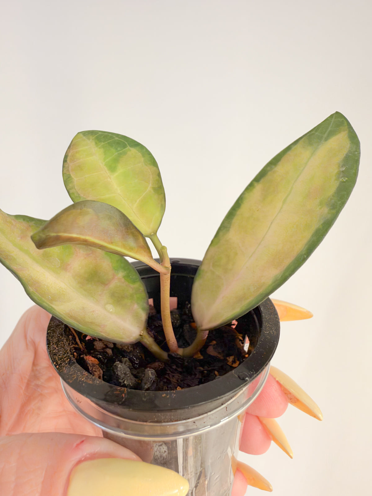 Hoya Elliptica Variegated
