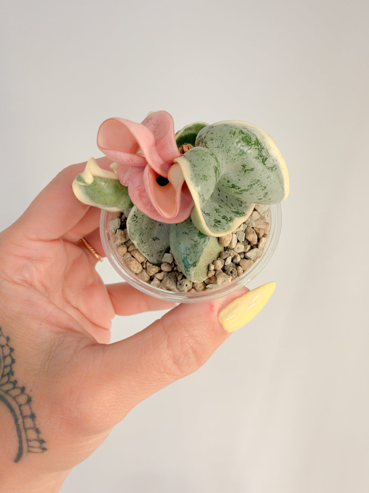 Hoya Oblak