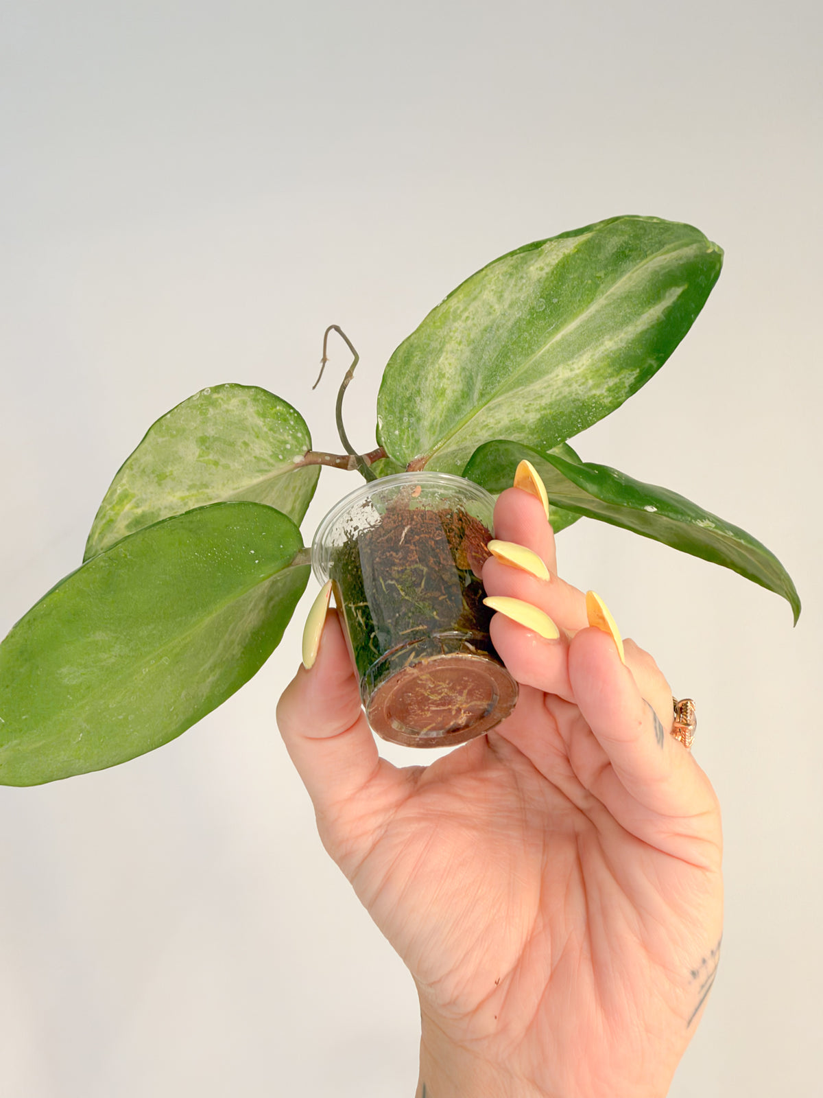 Hoya Candy