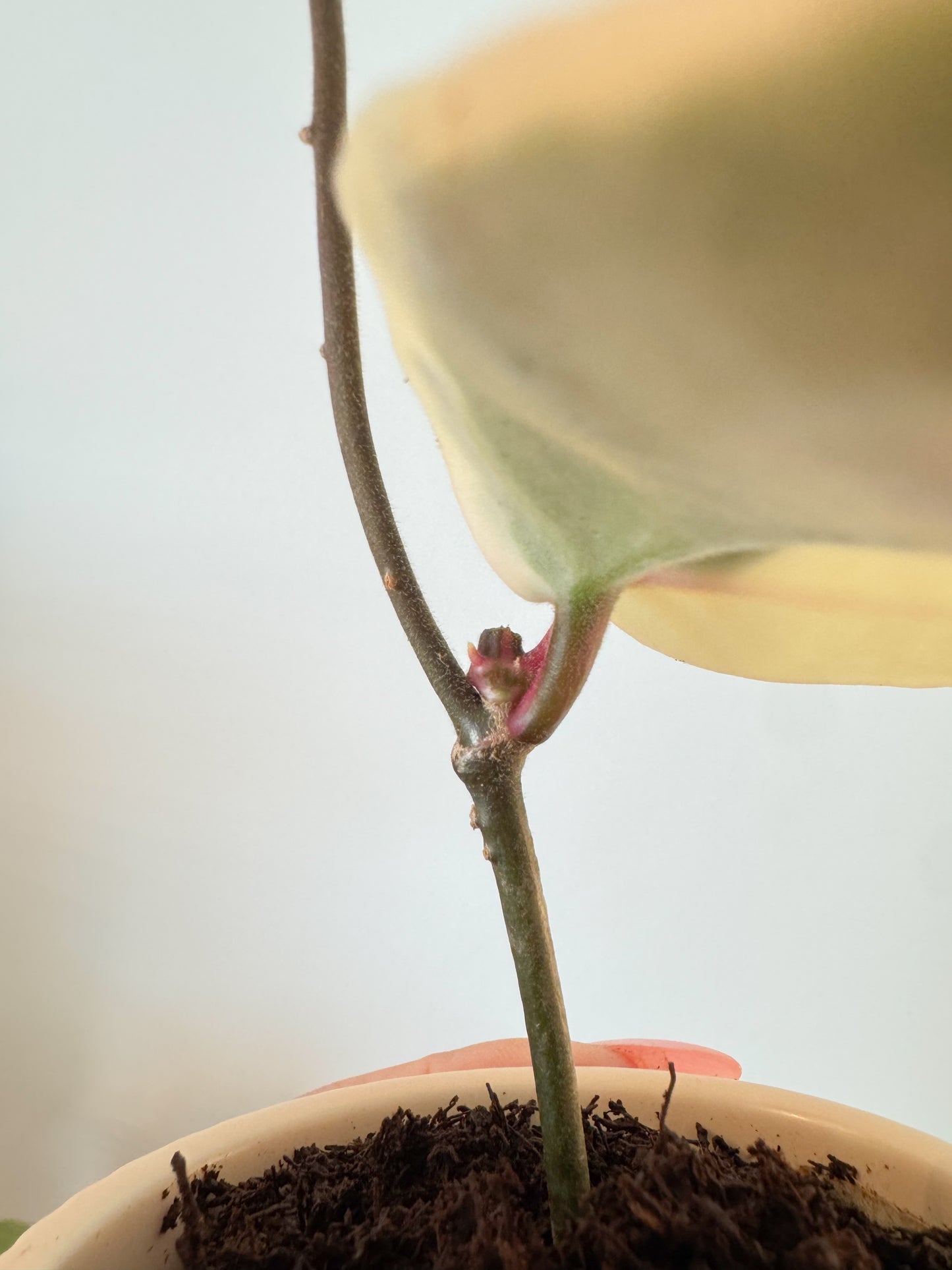 Hoya Argentea Picta