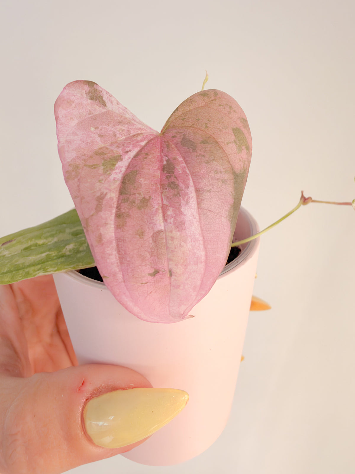 Dioscorea Blue Zircon