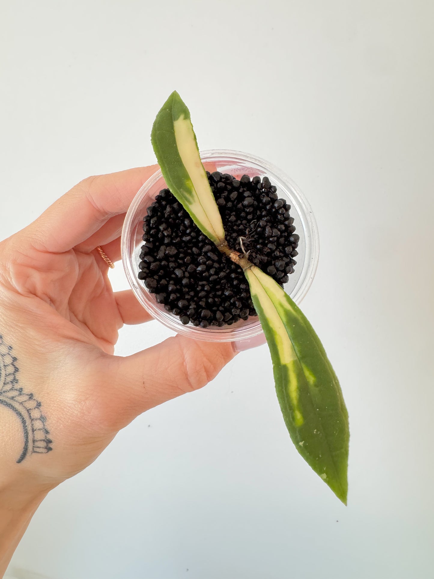 Hoya Rigidifolia Variegated
