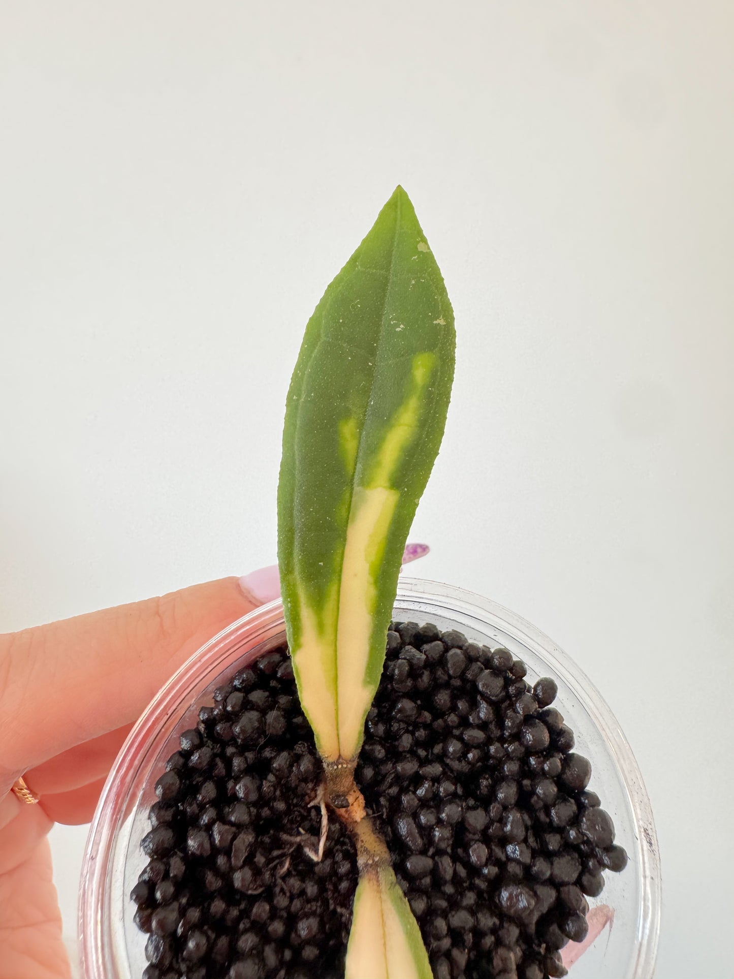 Hoya Rigidifolia Variegated