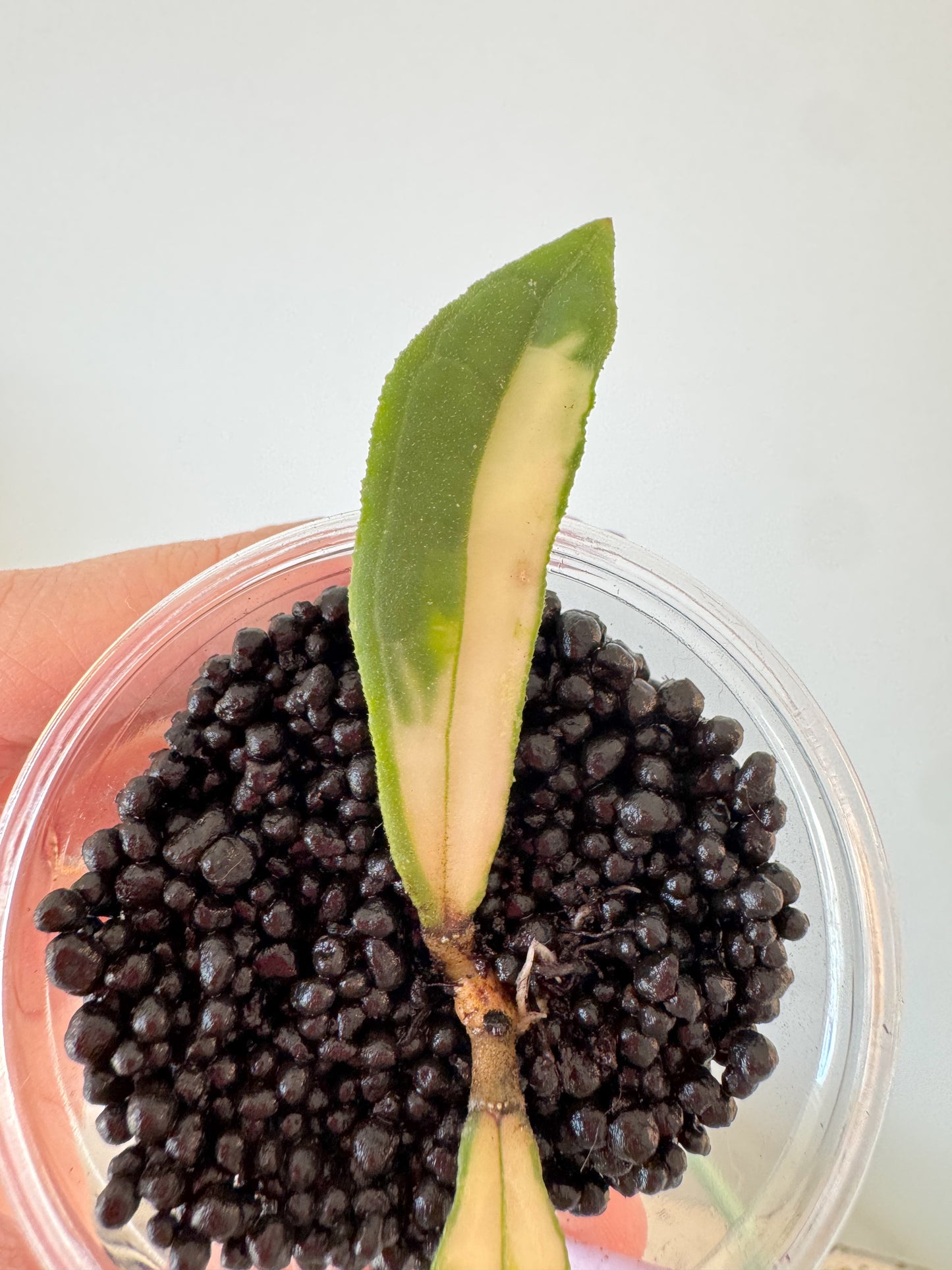 Hoya Rigidifolia Variegated